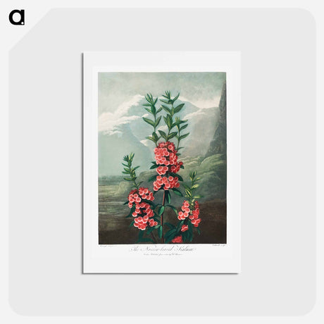 アートポストカード-The Narrow–Leaved Kalmia from The Temple of Flora
 - ロバート ジョン ソーントン Postcard.