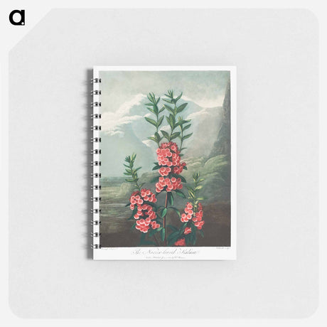 アートメモ帳-The Narrow–Leaved Kalmia from The Temple of Flora
 - ロバート ジョン ソーントン Memo.