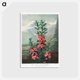 アートポストカード-The Narrow–Leaved Kalmia from The Temple of Flora
 - ロバート ジョン ソーントン Postcard.