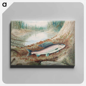 アートパネル-Arctic Grayling
 - サミュエル キルボーン Canvas.
