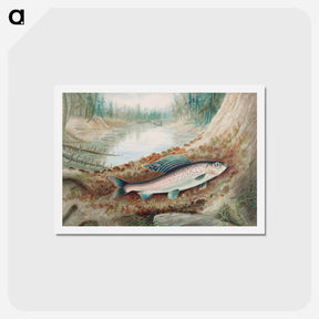 アートポストカード-Arctic Grayling
 - サミュエル キルボーン Postcard.