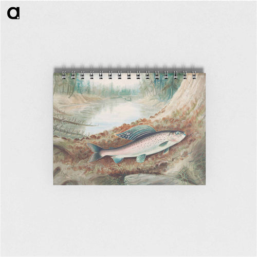 Arctic Grayling
 - サミュエル キルボーン Memo.