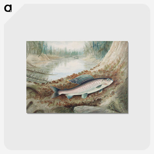 Arctic Grayling
 - サミュエル キルボーン Postcard.