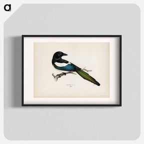 アートポスター-Eurasian Magpie
 - スヴェンスカ フォグラル Poster.