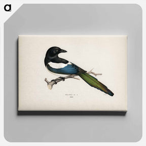 アートパネル-Eurasian Magpie
 - スヴェンスカ フォグラル Canvas.