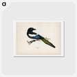 アートポストカード-Eurasian Magpie
 - スヴェンスカ フォグラル Postcard.
