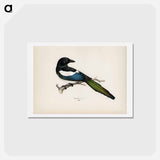 アートポストカード-Eurasian Magpie
 - スヴェンスカ フォグラル Postcard.
