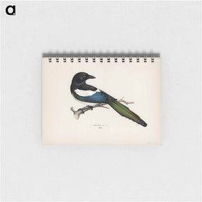 アートメモ帳-Eurasian Magpie
 - スヴェンスカ フォグラル Memo.