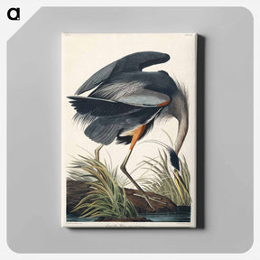 アートパネル-Great blue Heron from Birds of America
 - アメリカの鳥たち Canvas.