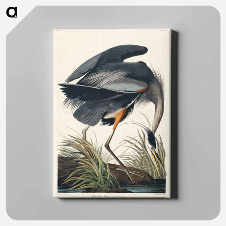 アートパネル-Great blue Heron from Birds of America
 - アメリカの鳥たち Canvas.