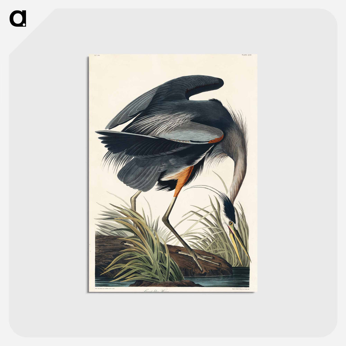 アートポストカード-Great blue Heron from Birds of America
 - アメリカの鳥たち Postcard.