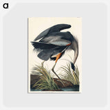 アートポストカード-Great blue Heron from Birds of America
 - アメリカの鳥たち Postcard.