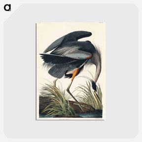 アートポストカード-Great blue Heron from Birds of America
 - アメリカの鳥たち Postcard.