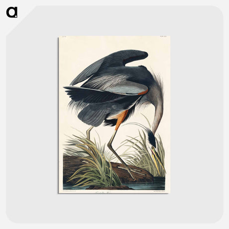 アートポストカード-Great blue Heron from Birds of America
 - アメリカの鳥たち Postcard.