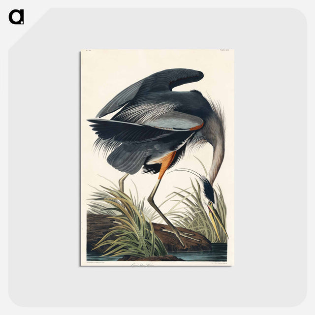 アートポストカード-Great blue Heron from Birds of America
 - アメリカの鳥たち Postcard.
