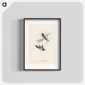 アートポスター-White-bellied Flycatcher
 - オーストラリアの鳥 Poster.