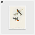 アートポストカード-White-bellied Flycatcher
 - オーストラリアの鳥 Postcard.