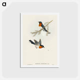 アートポストカード-White-bellied Flycatcher
 - オーストラリアの鳥 Postcard.
