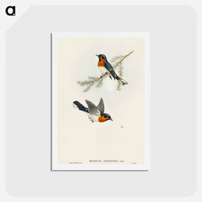 アートポストカード-White-bellied Flycatcher
 - オーストラリアの鳥 Postcard.