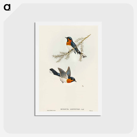 アートポストカード-White-bellied Flycatcher
 - オーストラリアの鳥 Postcard.