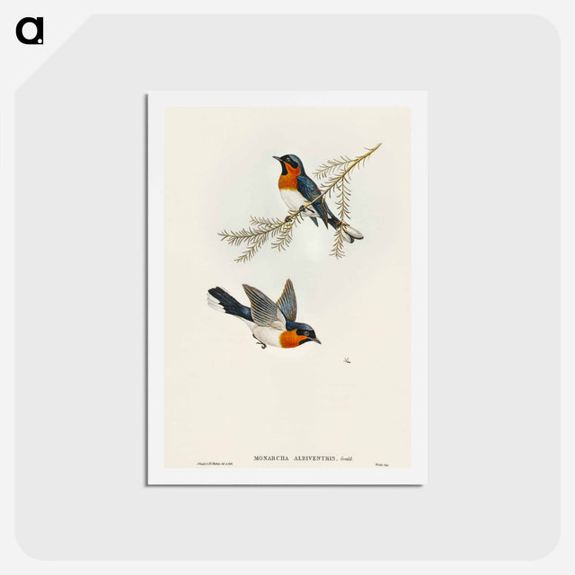 アートポストカード-White-bellied Flycatcher
 - オーストラリアの鳥 Postcard.