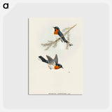 アートポストカード-White-bellied Flycatcher
 - オーストラリアの鳥 Postcard.