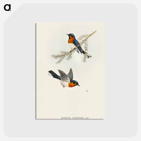 アートポストカード-White-bellied Flycatcher
 - オーストラリアの鳥 Postcard.