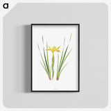 1-13_The-Genus-Iris_blk-crop