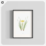 1-13_The-Genus-Iris_blk