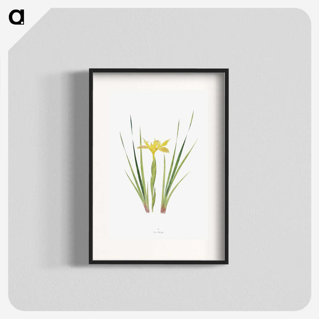 1-13_The-Genus-Iris_blk