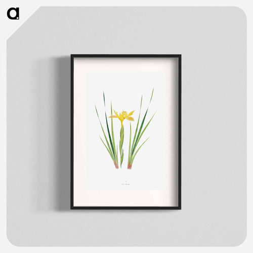 Iris Purdyi from The Genus Iris
 - アヤメ属 Poster.