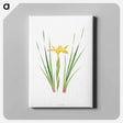 アートパネル-Iris Purdyi from The Genus Iris
 - アヤメ属 Canvas.