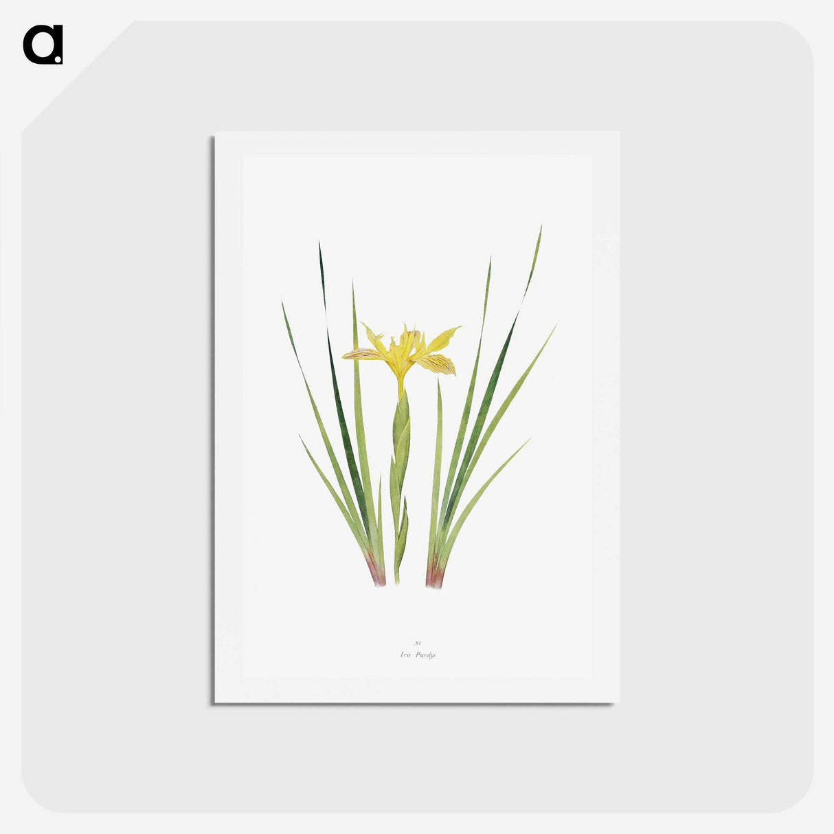 1-13_The-Genus-Iris_hagaki