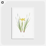 1-13_The-Genus-Iris_hagaki