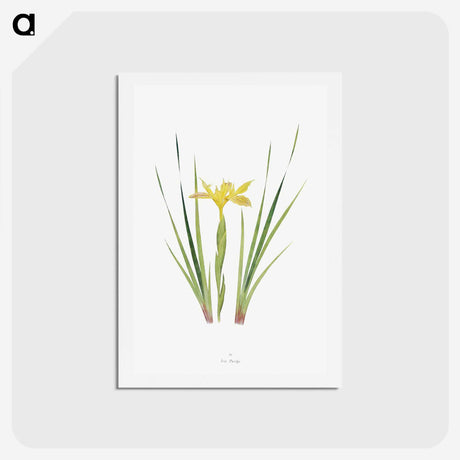 1-13_The-Genus-Iris_hagaki