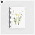 1-13_The-Genus-Iris_memo