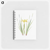 1-13_The-Genus-Iris_memo