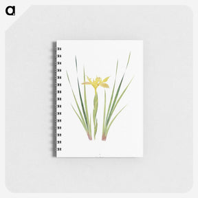 1-13_The-Genus-Iris_memo