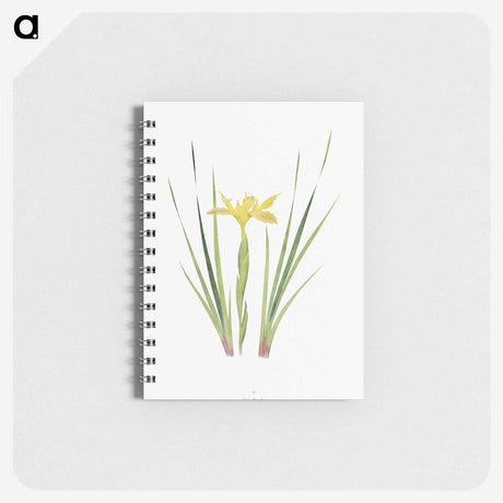 1-13_The-Genus-Iris_memo