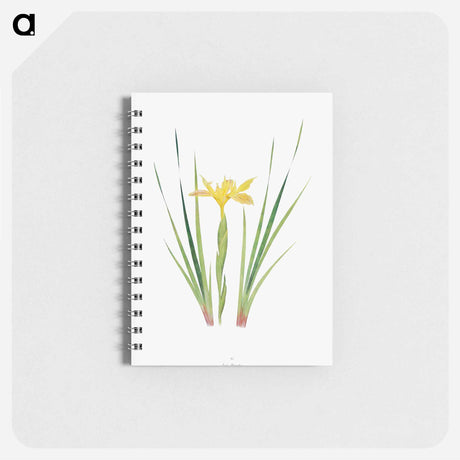 アートメモ帳-Iris Purdyi from The Genus Iris
 - アヤメ属 Memo.