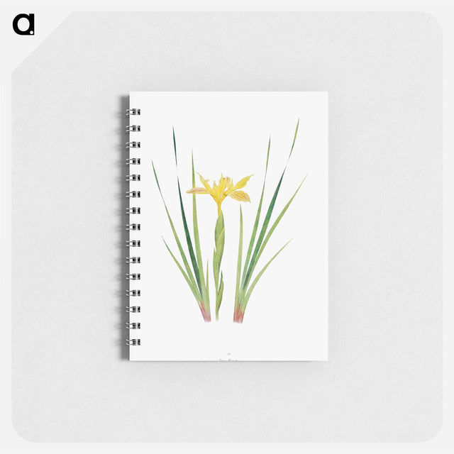 アートメモ帳-Iris Purdyi from The Genus Iris
 - アヤメ属 Memo.