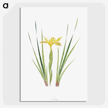 1-13_The-Genus-Iris_picture-crop