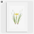 1-13_The-Genus-Iris_picture