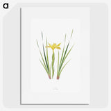 1-13_The-Genus-Iris_picture