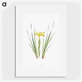 1-13_The-Genus-Iris_picture