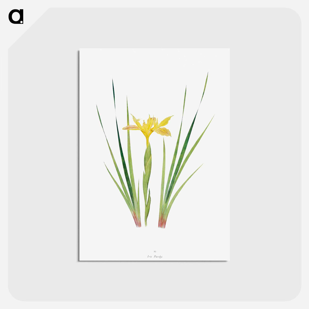 アートポストカード-Iris Purdyi from The Genus Iris
 - アヤメ属 Postcard.