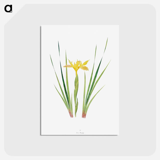 アートポストカード-Iris Purdyi from The Genus Iris
 - アヤメ属 Postcard.