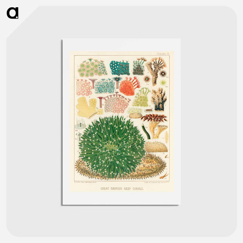 Great Barrier Reef Corals - オーストラリアのグレートバリアリーフ Postcard.