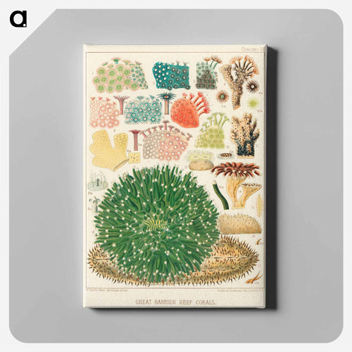 Great Barrier Reef Corals - オーストラリアのグレートバリアリーフ Canvas.