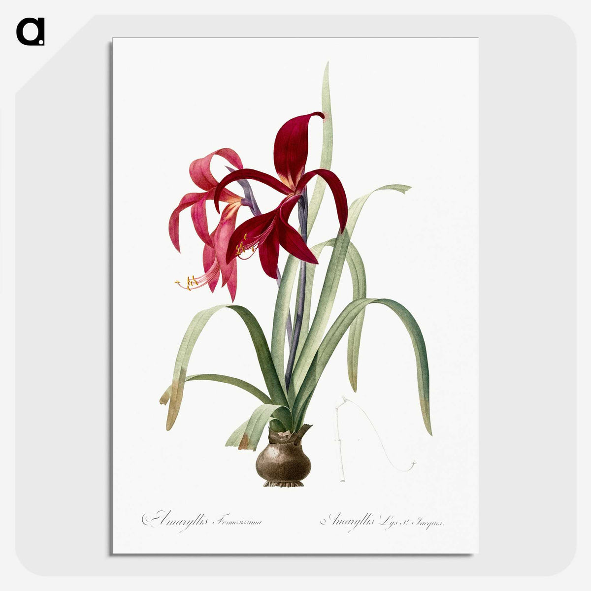1-13_The-Lilies_picture-crop